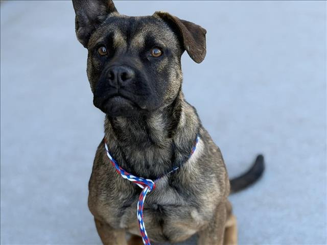 CRUISE - German Shepherd Dog available for adoption