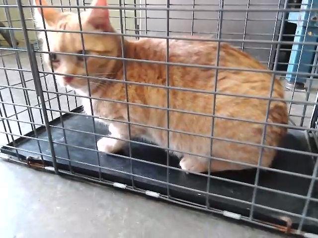 CECE - Domestic Short Hair available for adoption