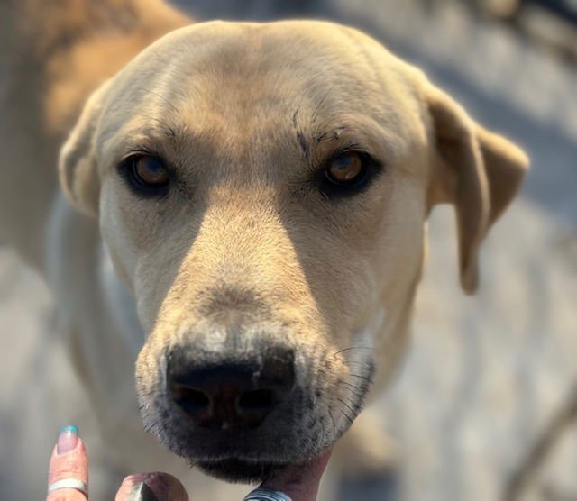 CRANE - Labrador Retriever available for adoption