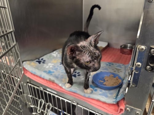 SPHINX - Domestic Short Hair available for adoption