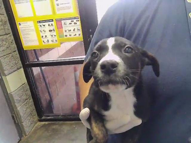 RYAN - Pit Bull Terrier available for adoption