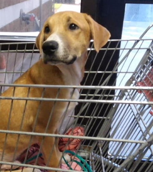 AIR - Labrador Retriever available for adoption