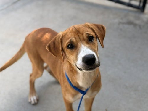 AIR - Labrador Retriever available for adoption