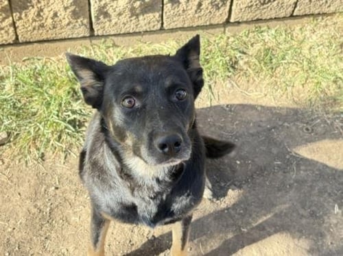 BUCK - German Shepherd Dog available for adoption