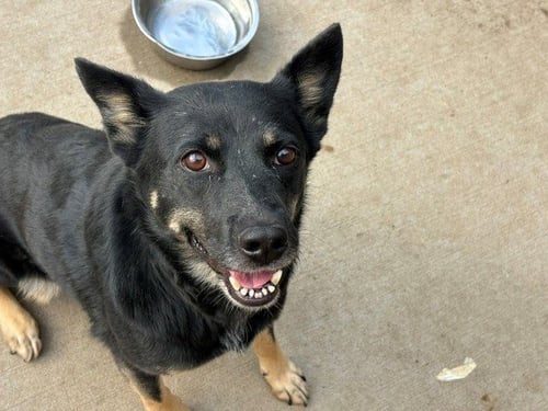 NYX - German Shepherd Dog available for adoption