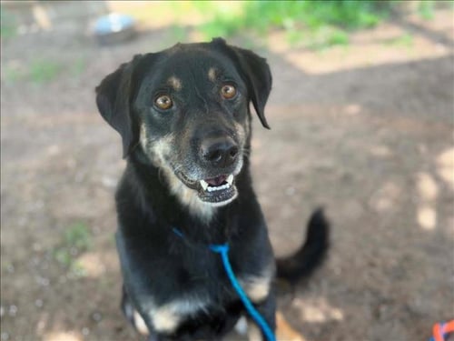 JASPER - Black and Tan Coonhound available for adoption