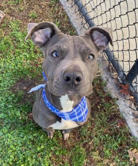 RHYS - Pit Bull Terrier available for adoption