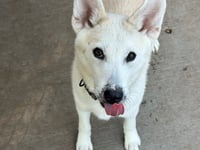 MARSHMELLOW - Photo 1