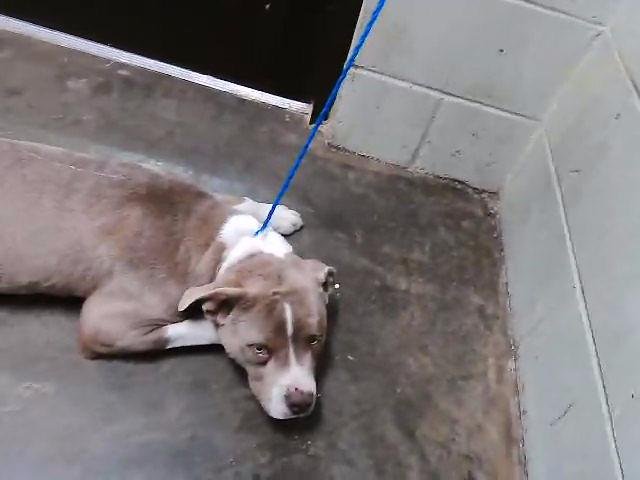 BO - Pit Bull Terrier available for adoption