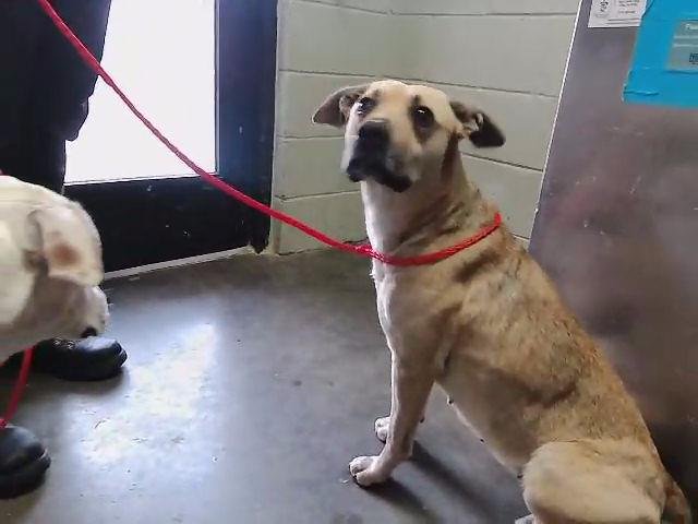 GINNY - Pit Bull Terrier available for adoption