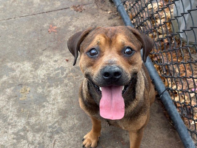 SNIPER - German Shepherd Dog available for adoption