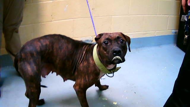 SCARLET WITCH - Pit Bull Terrier available for adoption