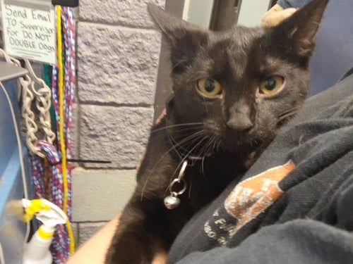 MAVIS - Domestic Short Hair available for adoption