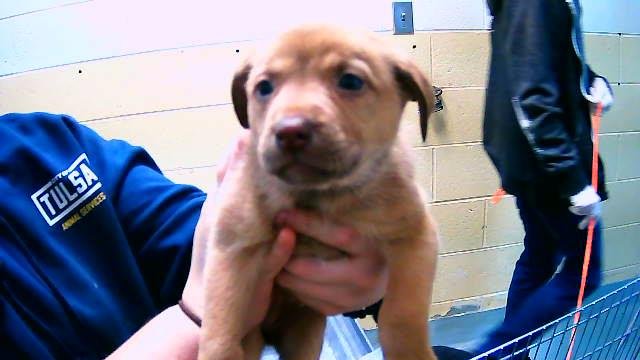 RICOTTA - German Shepherd Dog / Pit Bull Terrier available for adoption