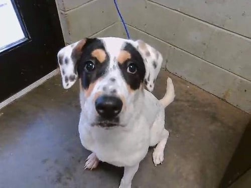 LOLA / COOKIE - Australian Cattle Dog/Blue Heeler / Labrador Retriever available for adoption