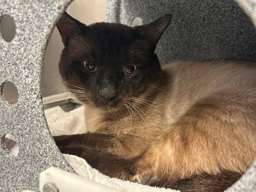 MARLOW - Siamese available for adoption