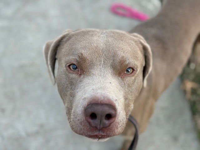 SKY - Pit Bull Terrier available for adoption