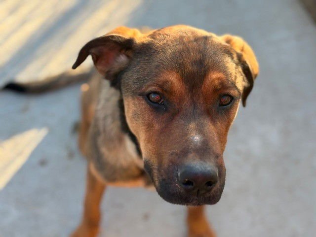 BLESS - German Shepherd Dog available for adoption