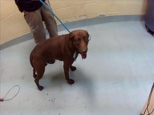 CHUCK - Labrador Retriever available for adoption