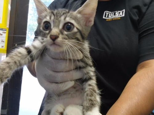A184809 - Domestic Short Hair available for adoption