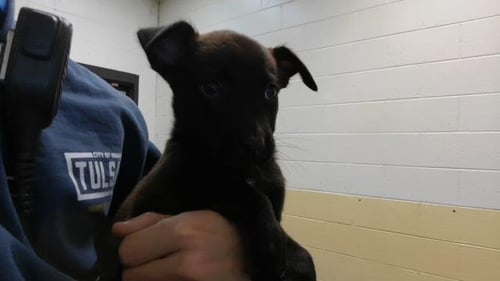 CINNAMON - Pit Bull Terrier available for adoption