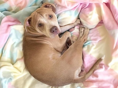 CARLOS - Carolina Dog available for adoption