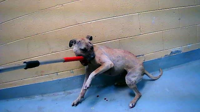 CIAO - Pit Bull Terrier available for adoption