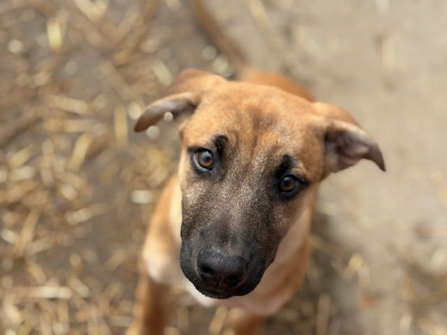ALTIN - Belgian Shepherd Malinois available for adoption