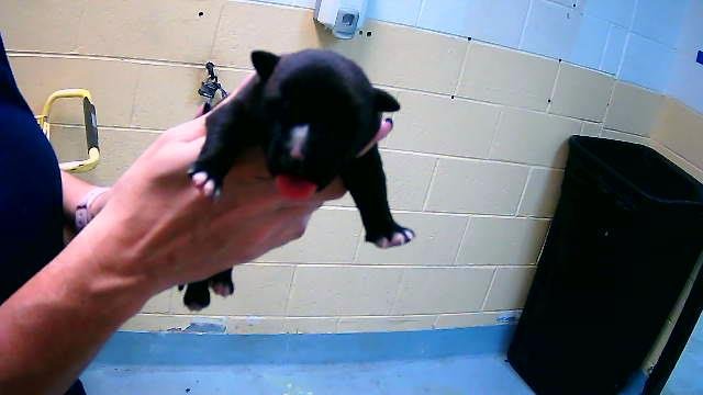 WILLIAM - Pit Bull Terrier available for adoption