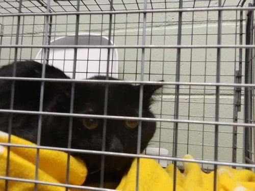 RAGNAR AKA GUTS - Domestic Short Hair available for adoption
