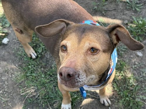 LOLA - Pit Bull Terrier available for adoption