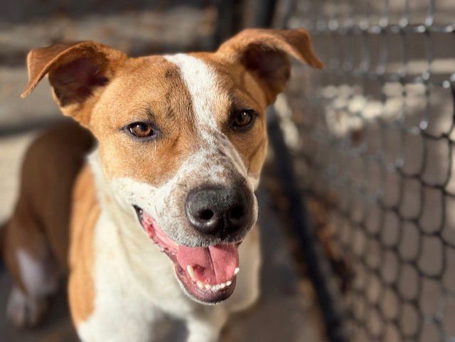 ARCHIE - Labrador Retriever available for adoption