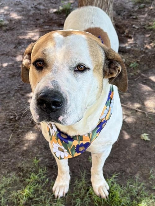 STEWIE - Saint Bernard available for adoption