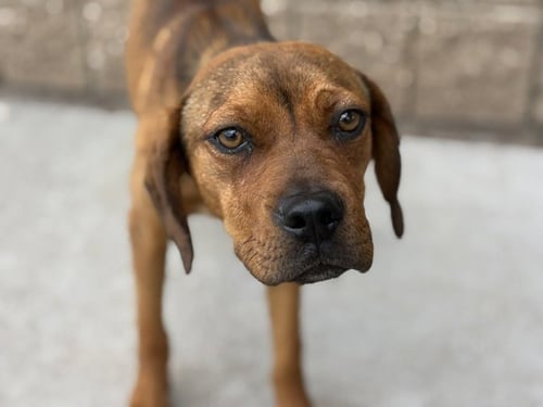 GLINDA - Redbone Coonhound available for adoption