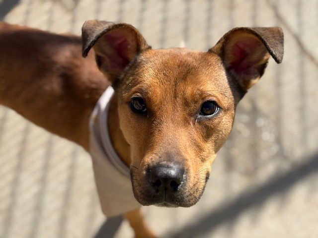 RALPH - Beagle available for adoption