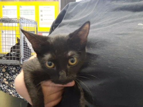 LICORICE - Domestic Short Hair available for adoption