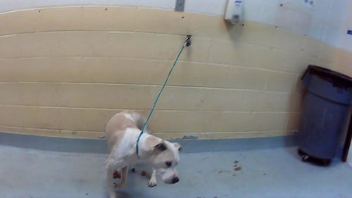 ACHELLES - Pit Bull Terrier available for adoption