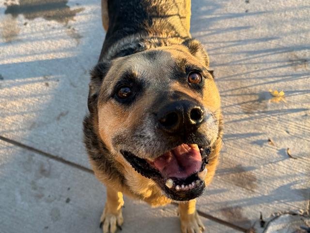 BEAR - German Shepherd Dog / Labrador Retriever available for adoption