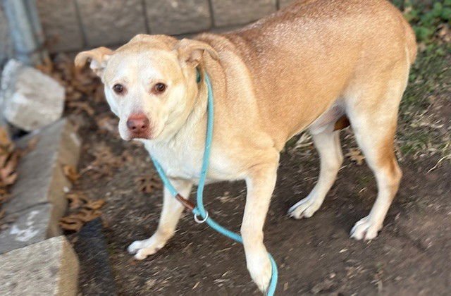 BENNY - Labrador Retriever available for adoption