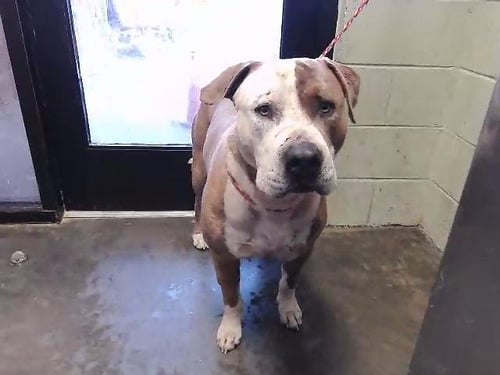 APOLLO - Pit Bull Terrier available for adoption