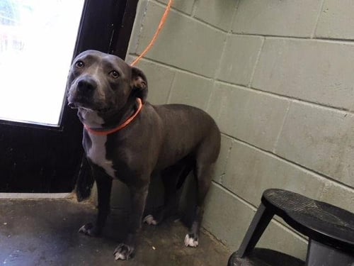 STORM - Pit Bull Terrier available for adoption