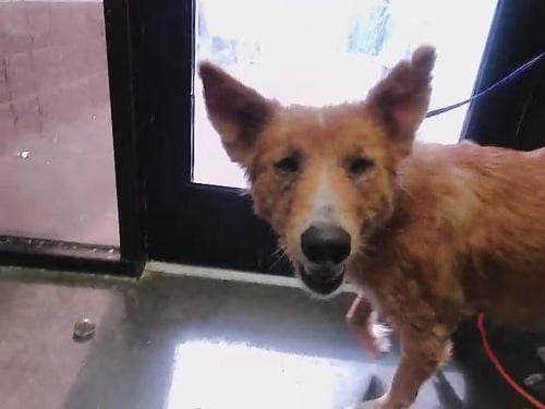 FOX - German Shepherd Dog available for adoption