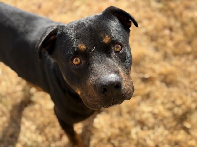 PINE - Rottweiler available for adoption