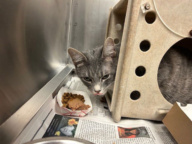 WILL - Domestic Short Hair available for adoption