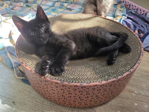 BROOM - Domestic Short Hair available for adoption
