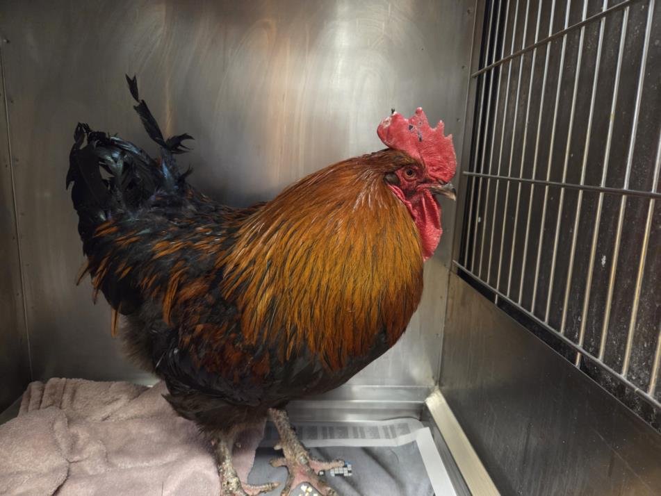 CLYDE - Chicken available for adoption