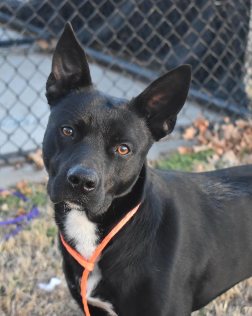 MR. CHILL - German Shepherd Dog / Pit Bull Terrier available for adoption