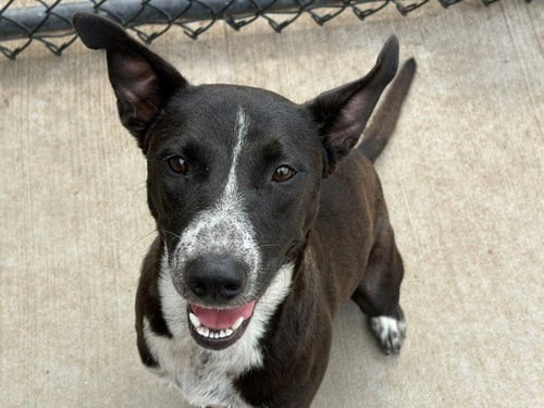 ASTRID - Pit Bull Terrier available for adoption