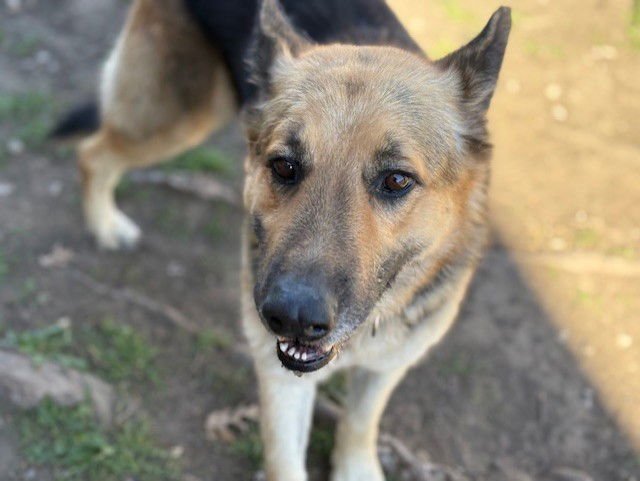 BRAVO - German Shepherd Dog available for adoption