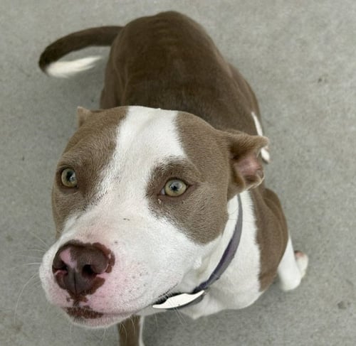 MAE-MAE - Pit Bull Terrier available for adoption